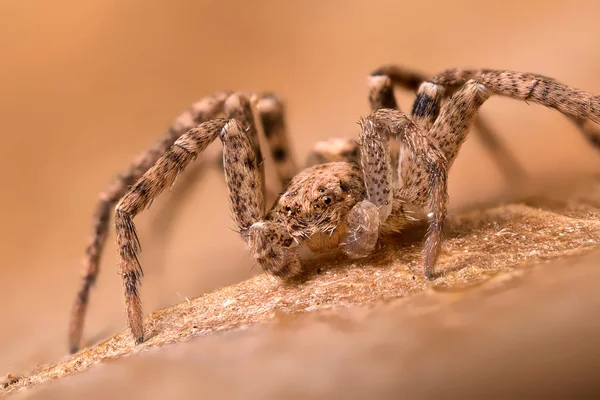 Philodromus sp. Spinnenporträt — Stockfoto