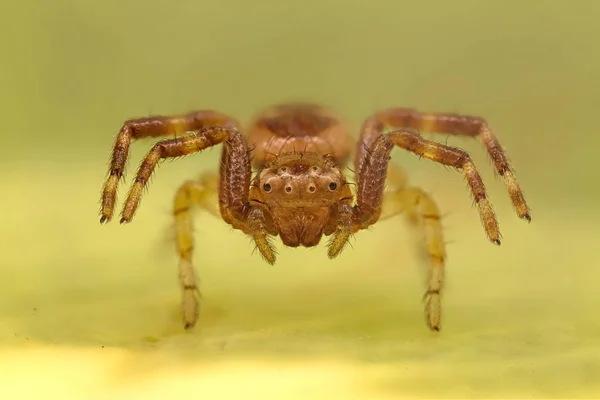 Retrato de aranha de Napoleão — Fotografia de Stock