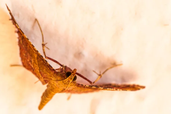 A beautiful moth — Stock Photo, Image