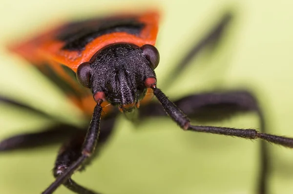 Rojo Negro insecto — Foto de Stock