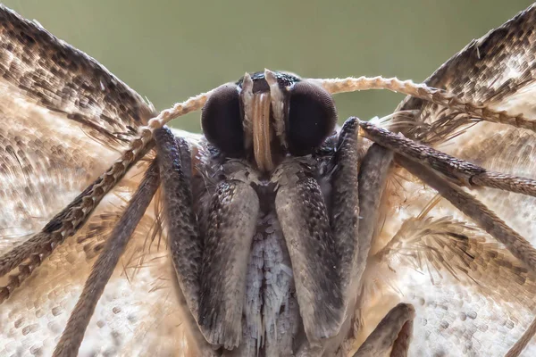 A beautiful moth — Stock Photo, Image