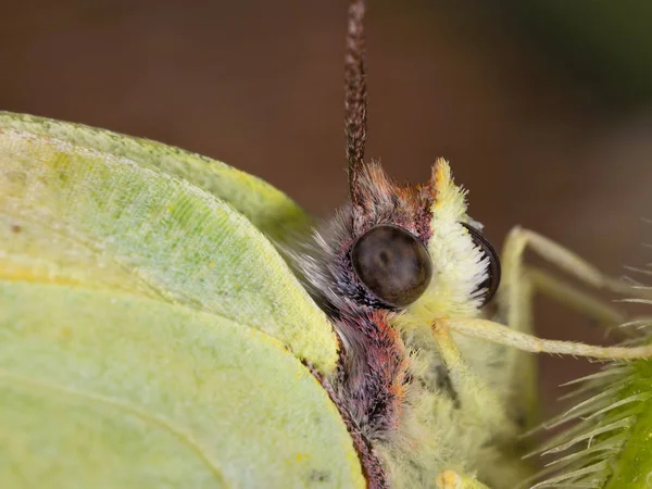 Common brimstone butterfly — Stock Photo, Image