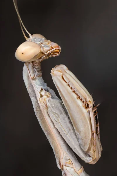 Mantis Iris oratoria — 스톡 사진