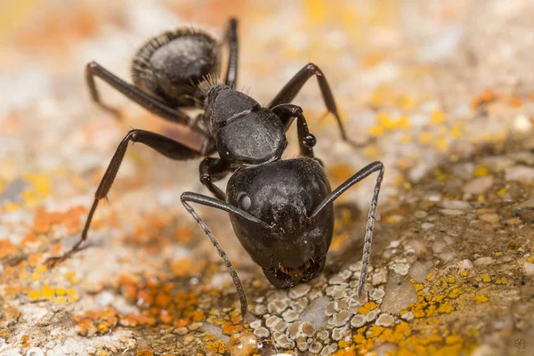 Paragem de poço de formiga — Fotografia de Stock