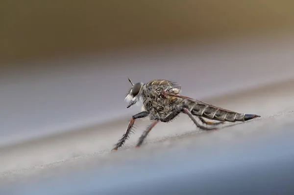 A robber fly portrait — Stock Photo, Image