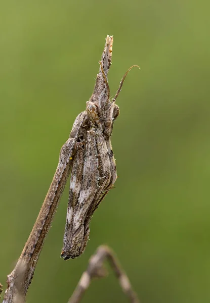 Empusa pennata nymph — 스톡 사진