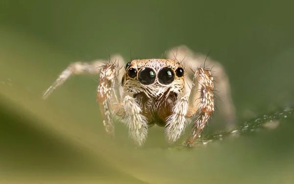 Pequena aranha saltitante — Fotografia de Stock