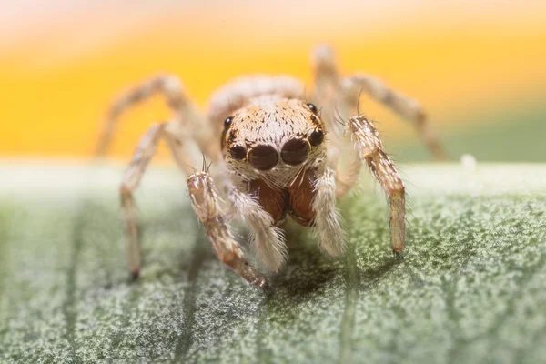 Winzige Springspinne — Stockfoto