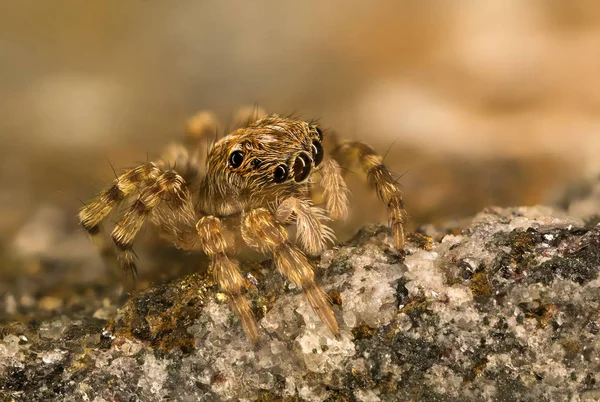 Piccolo ragno che salta — Foto Stock