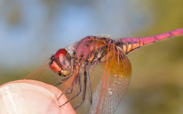 Tritemis annulata männlich — Stockfoto