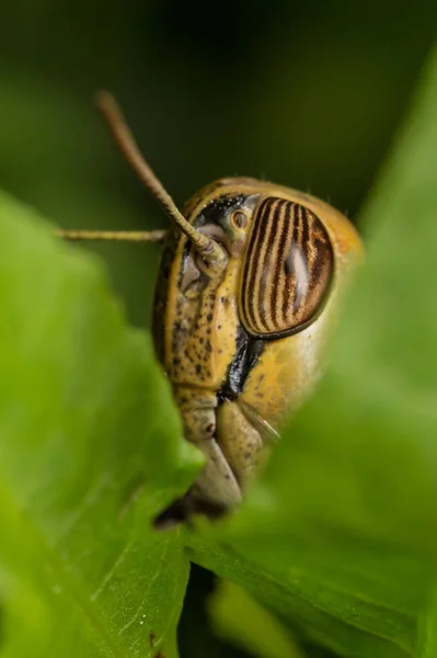 The eye of grasshopper — Stock Photo, Image