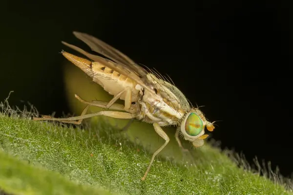 A tiny fly — Stock Photo, Image