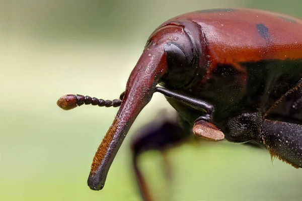 Palmiye ağacının kırmızı weevil terör