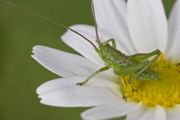 Een groene sprinkhaan nimf — Stockfoto