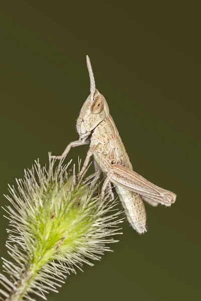 Eine Heuschreckennymphe — Stockfoto