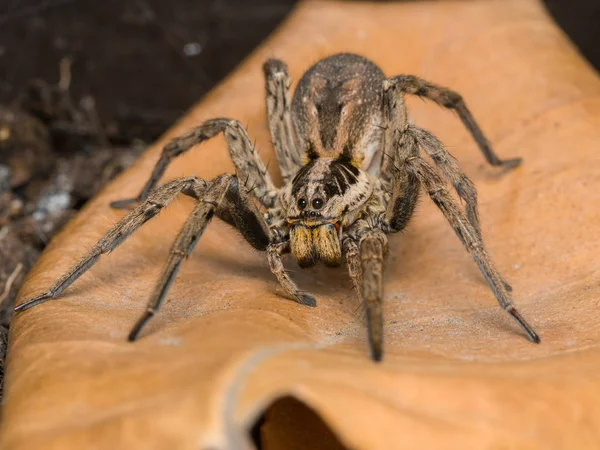 Spinne mit ihrem Eiersack — Stockfoto