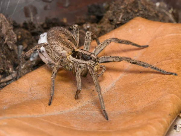 Spider with her egg sack — Stock Photo, Image