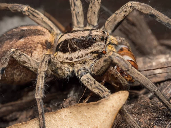 Spider fedding on a house cricket