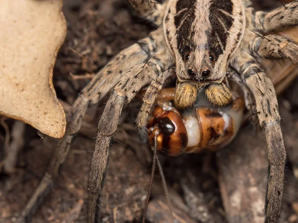 Spider fedding on a house cricket