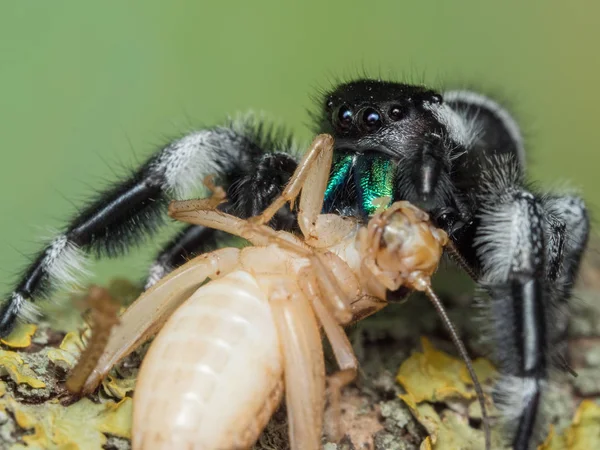 Phidippus regius adult feeding on a cricket