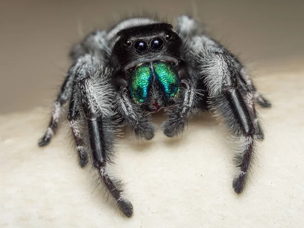 Ein nahes Porträt eines schönen Männchens phidippus regius — Stockfoto