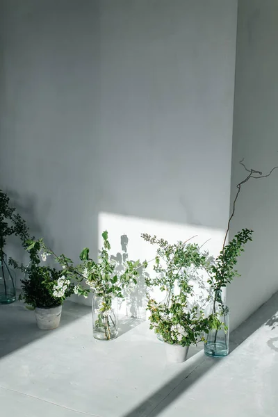 Hierbas en botellas de vidrio cerca de la pared blanca. La sombra de la ventana de la pared. Pared blanca y suelo blanco . Fotos De Stock Sin Royalties Gratis