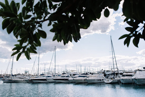 Много белых яхт на воде. Лодки на океанской воде. Белая яхта. Ветви дерева. Прекрасный закат. Розовый закат
.