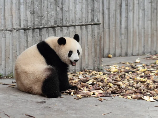 Un panda gigante está comiendo brotes de bambú — Foto de Stock