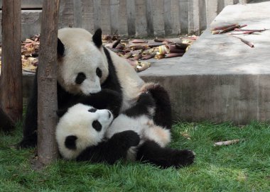 Panda yavrusu anne ya da baba izlerken çim üzerinde yalan