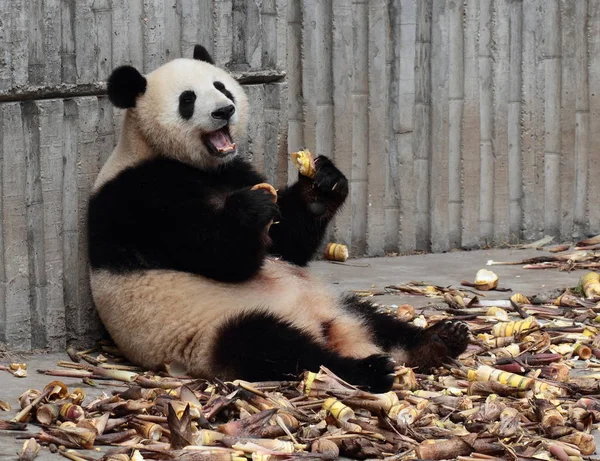 A giant panda is eating bamboo shoots