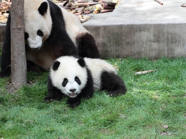 Panda cachorro acostado en la hierba viendo mamá o papá —  Fotos de Stock