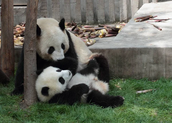 Panda cachorro acostado en la hierba viendo mamá o papá —  Fotos de Stock