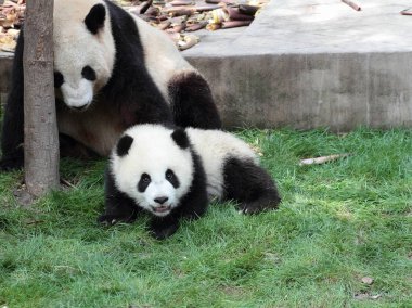 Panda yavrusu anne ya da baba izlerken çim üzerinde yalan