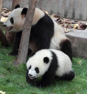 Panda yavrusu anne ya da baba izlerken çim üzerinde yalan