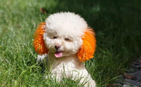 Um poodle branco — Fotografia de Stock