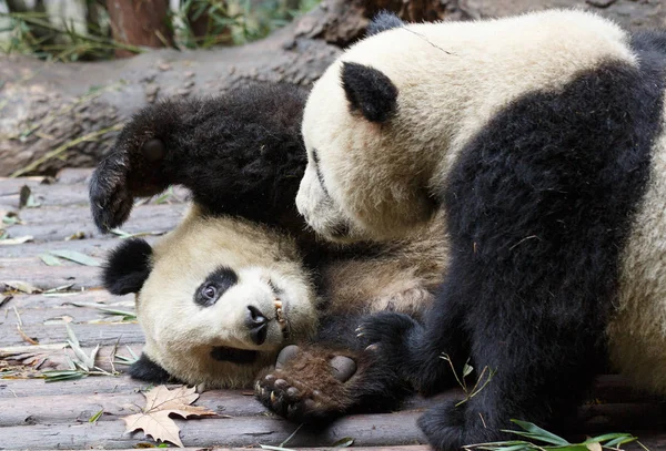Dos pandas gigantes —  Fotos de Stock