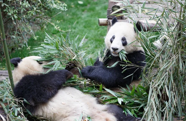 Две гигантские панды — стоковое фото