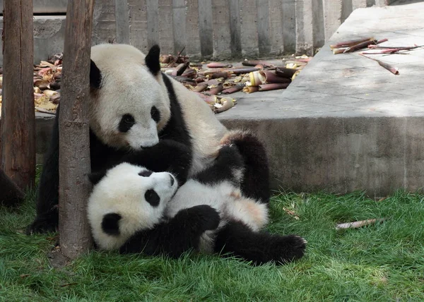 팬더 새끼 엄마 또는 아빠를 보고 잔디에 누워 — 스톡 사진