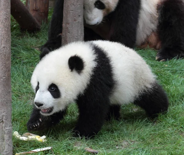 Oso panda gigante en el paseo —  Fotos de Stock