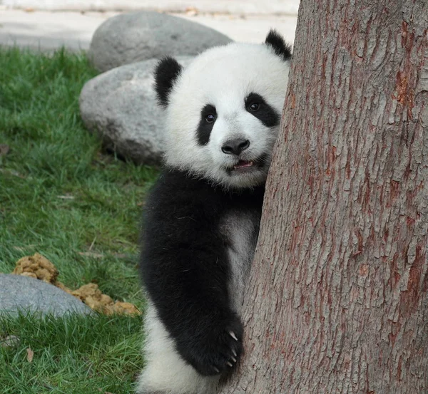 Un cachorro de panda se esconde detrás del árbol —  Fotos de Stock