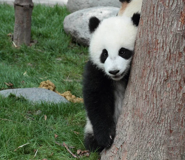 Un cachorro de panda se esconde detrás del árbol — Foto de Stock