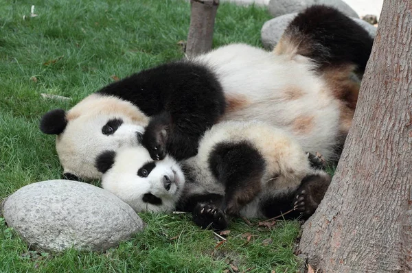 Panda cachorro acostado en la hierba viendo mamá o papá —  Fotos de Stock