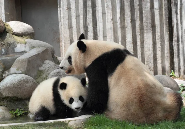 Panda cachorro acostado en la hierba viendo mamá o papá —  Fotos de Stock