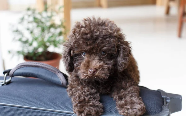 Poodle marrom na mala — Fotografia de Stock