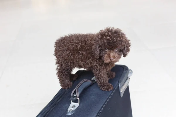 Poodle marrom na mala — Fotografia de Stock