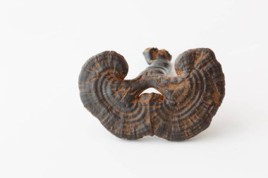 Nadir Çin geleneksel tıp ganoderma Lucidium özellikleri