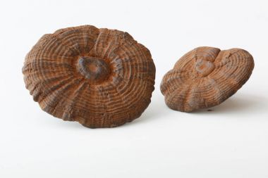 Nadir Çin geleneksel tıp ganoderma Lucidium özellikleri