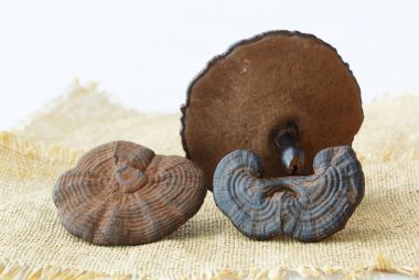 Nadir Çin geleneksel tıp ganoderma Lucidium özellikleri