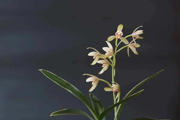 Une orchidée de Chine sur fond noir — Photo