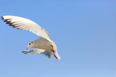 Kara başlı gulll gökyüzünde uçan